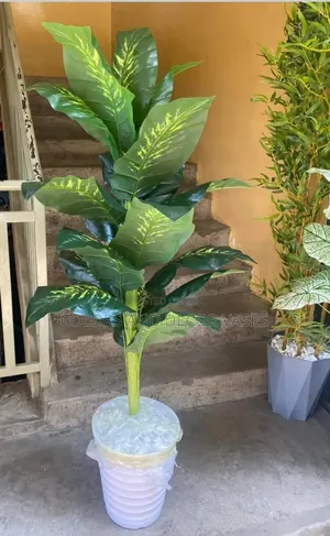 Long Plant With Vase Plus Decorative Stones