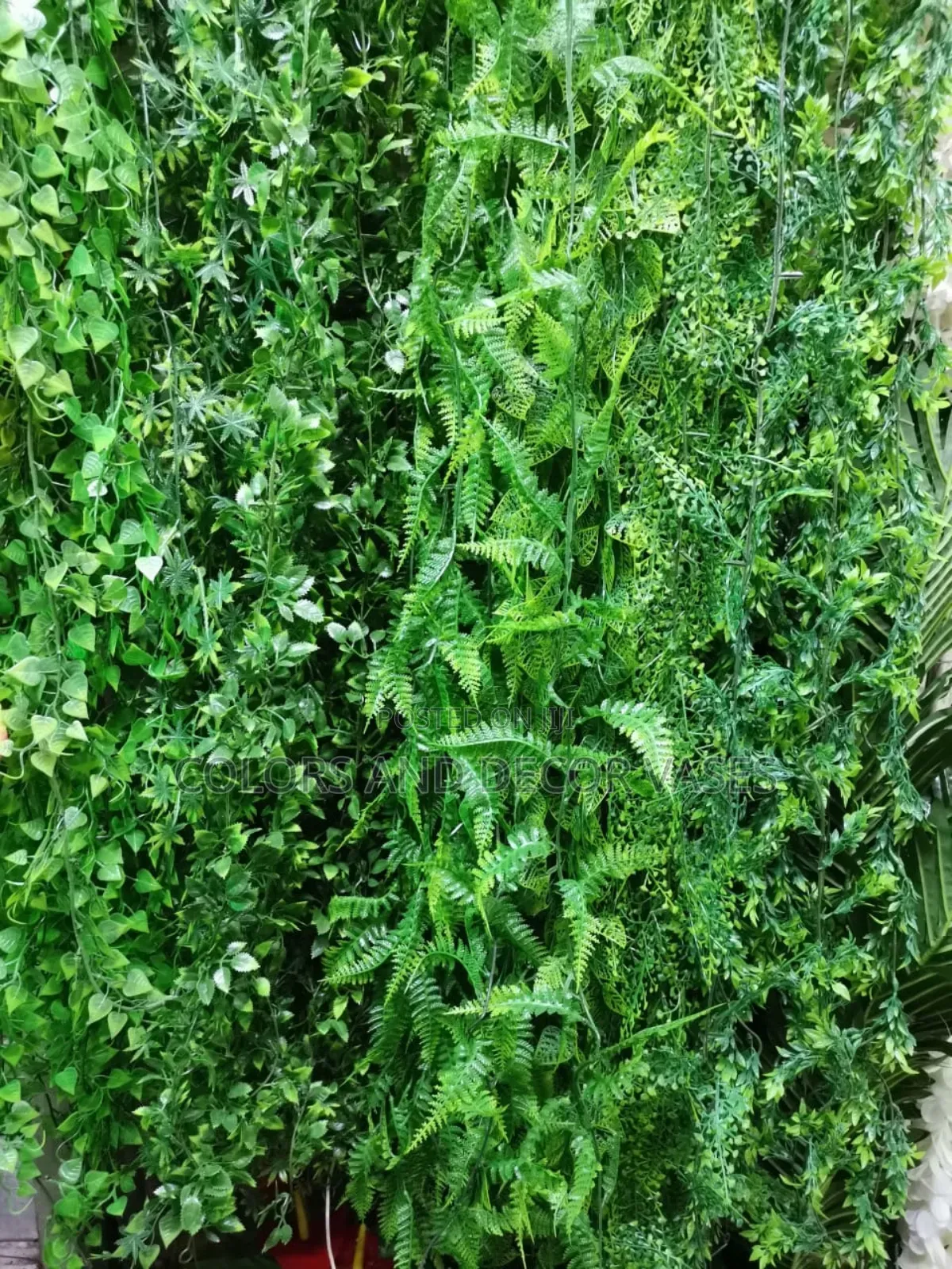 Hanging Plants Variety