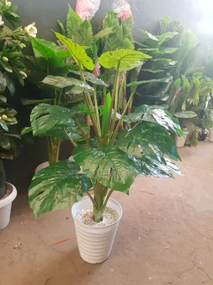 Monstera Plus Vase And Stones White