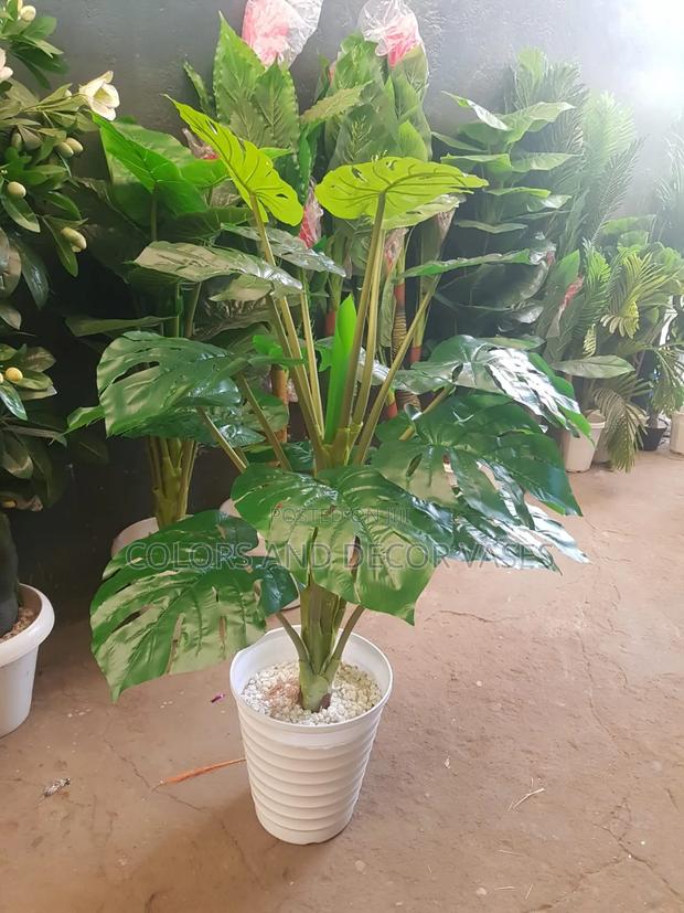 Monstera Plus Vase And Stones White