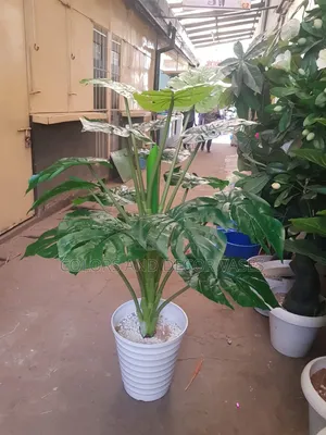 Big Monstera Plant Plus Vase Plastic