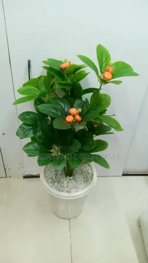Fruit Plant Available