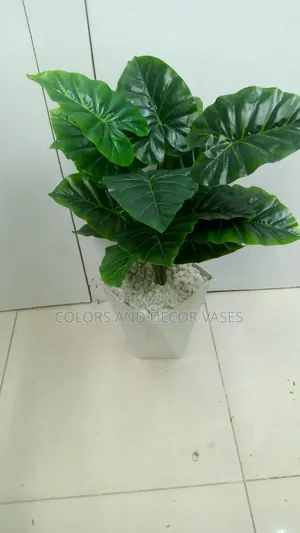 Green Plant With Big Vase