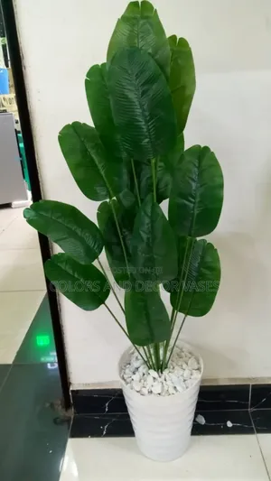 1.2m Banana Plant With Vase KSH 3300