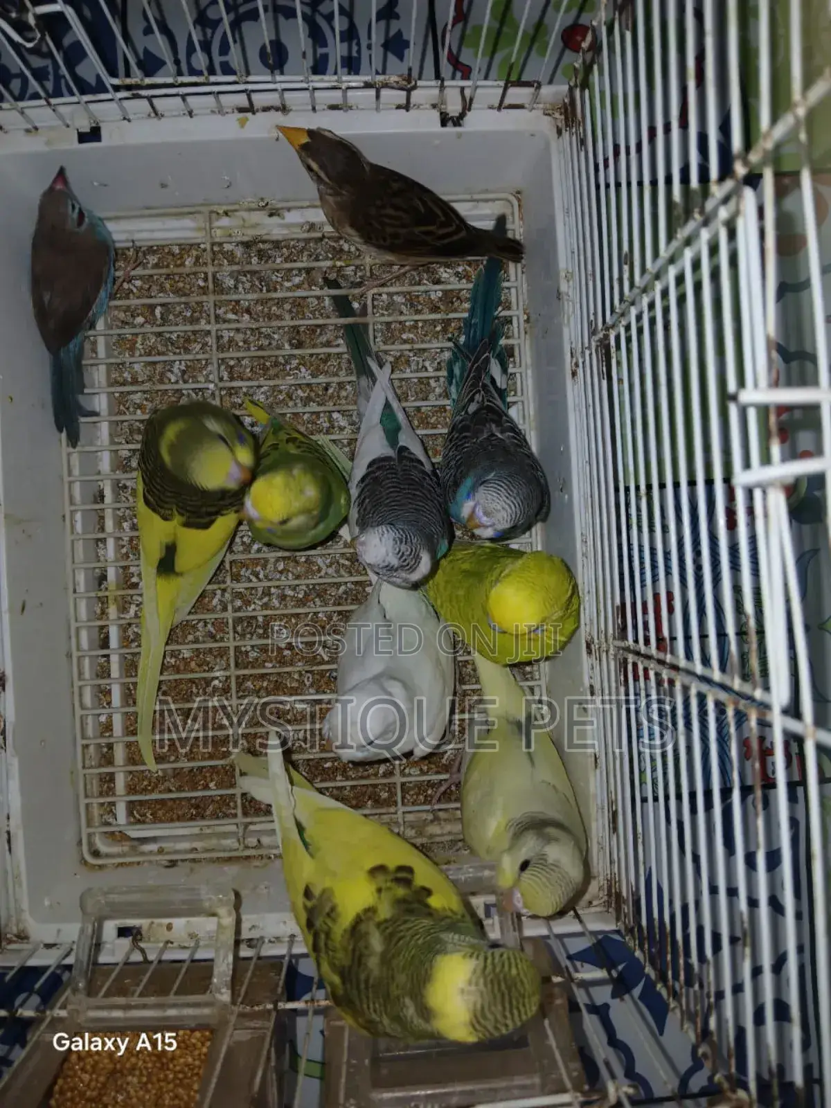 Colourful Budgies Birds