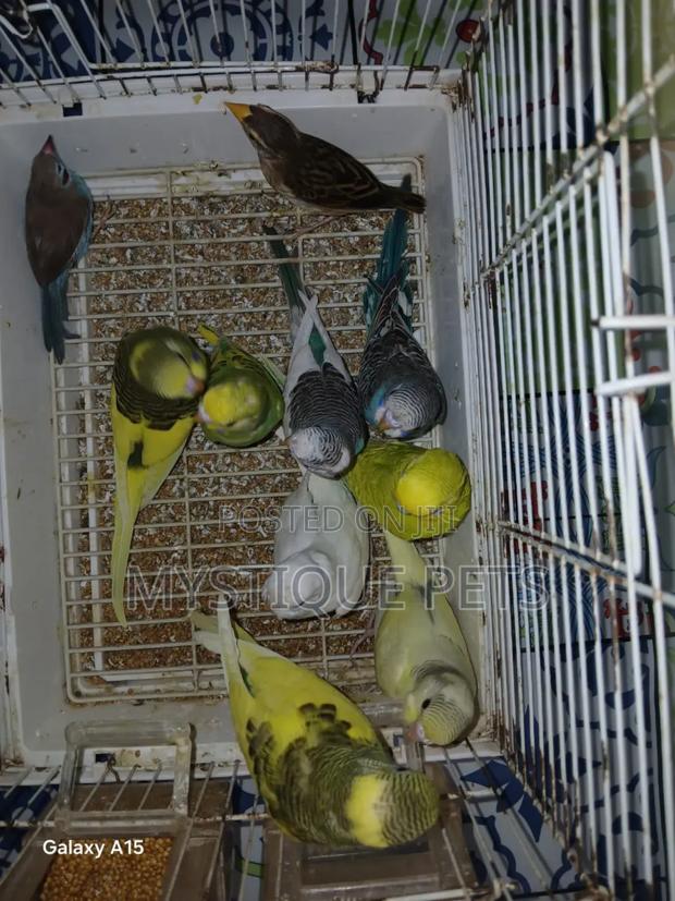 Colourful Budgies Birds - main view