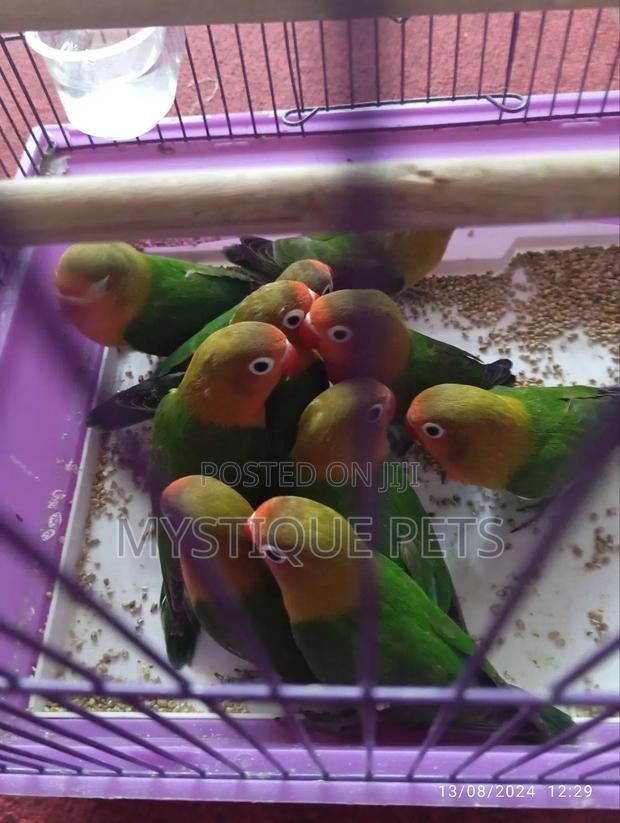 Loving African Parrots - main view