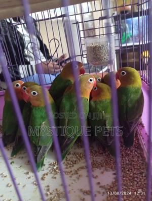 African Parrots - main view