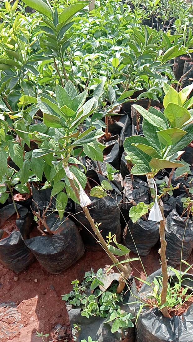 Finger Lime - thumbnail 3