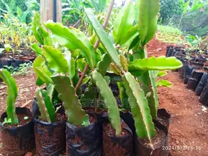 Dragon Fruits
