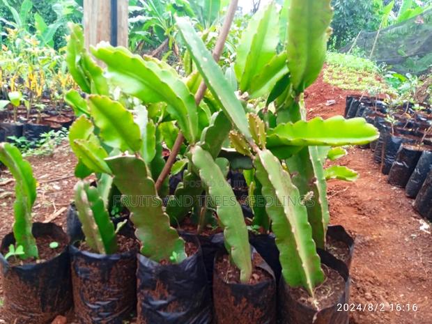 Dragon Fruits - thumbnail 3