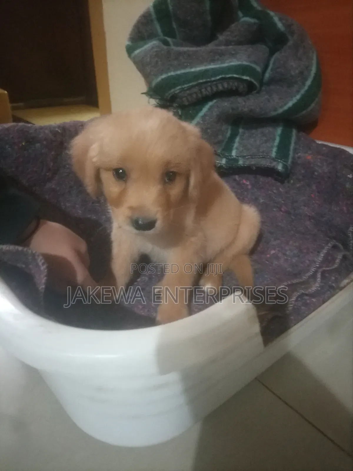 1-3 months Male Purebred Golden Retriever