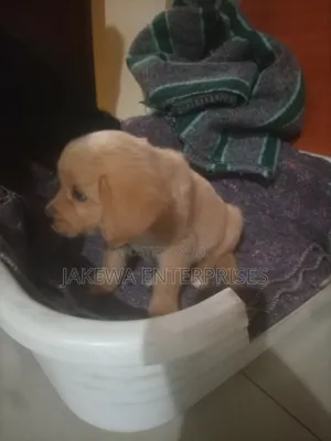 1-3 months Male Purebred Golden Retriever
