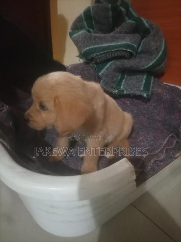 1-3 months Male Purebred Golden Retriever