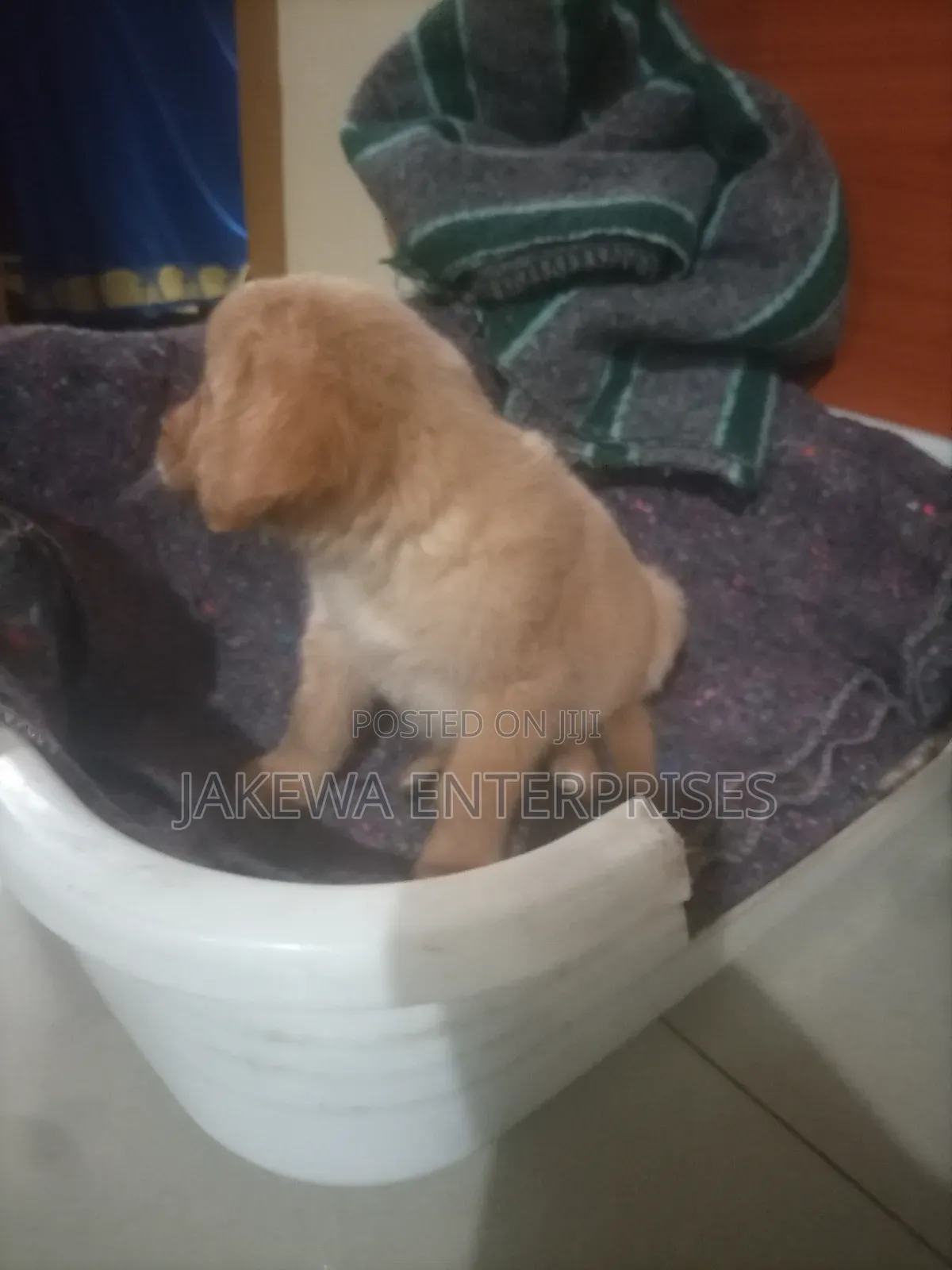 1-3 months Male Purebred Golden Retriever