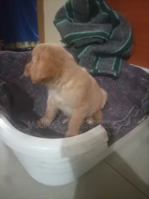 1-3 months Male Purebred Golden Retriever