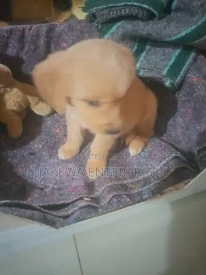 1-3 months Male Purebred Golden Retriever