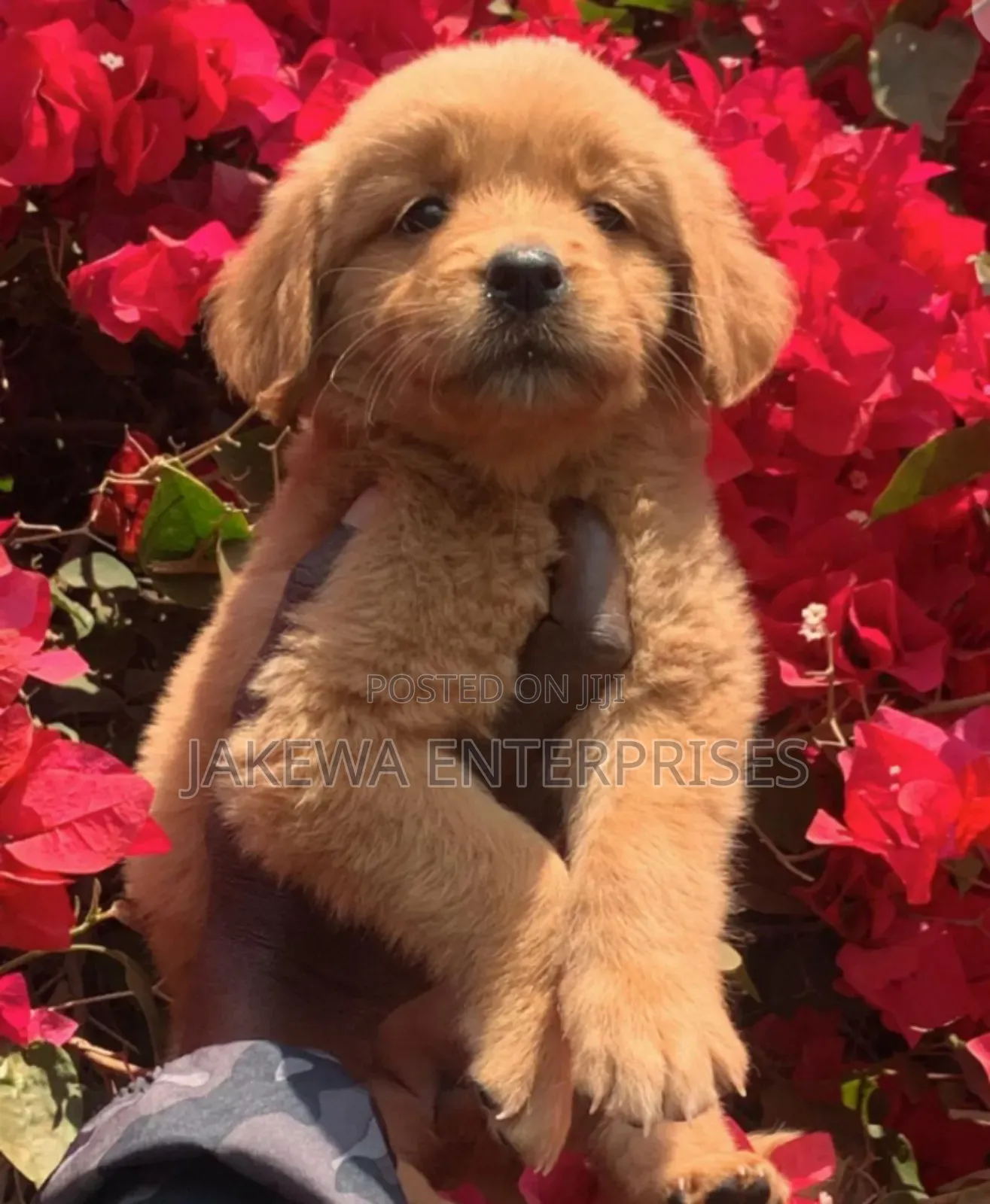 1-3 months Male Purebred Golden Retriever