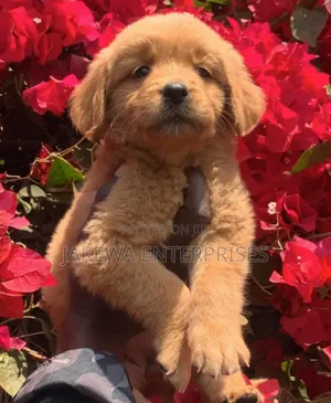 1-3 months Male Purebred Golden Retriever
