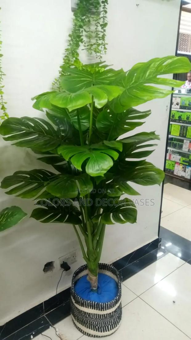 Big Monstera With Basket - main view
