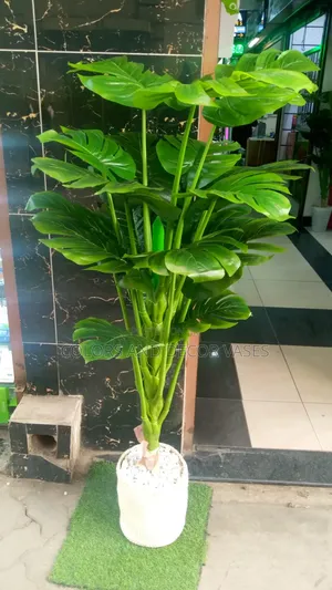 Monstera Big With Basket and Pebble Stones