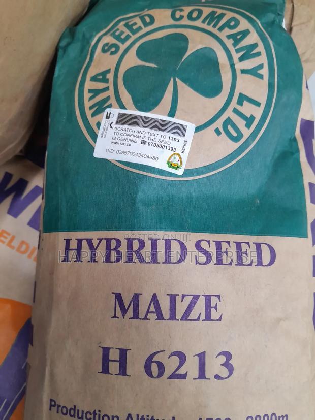Hybrid Seed Maize H 6213 2kgs - thumbnail 3