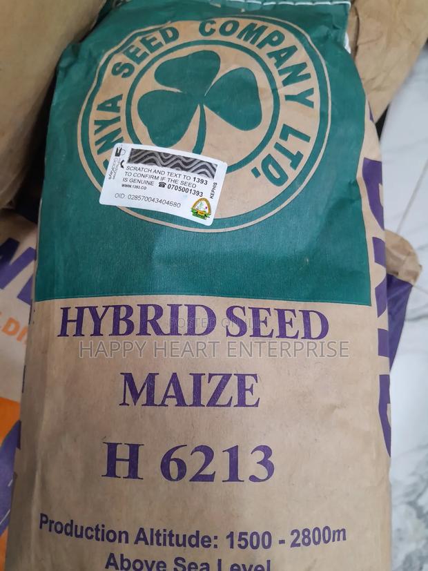 Hybrid Seed Maize H 6213 2kgs - thumbnail 4