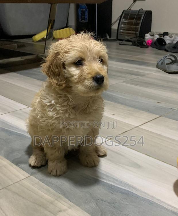 1-3 months Male Purebred Golden Retriever