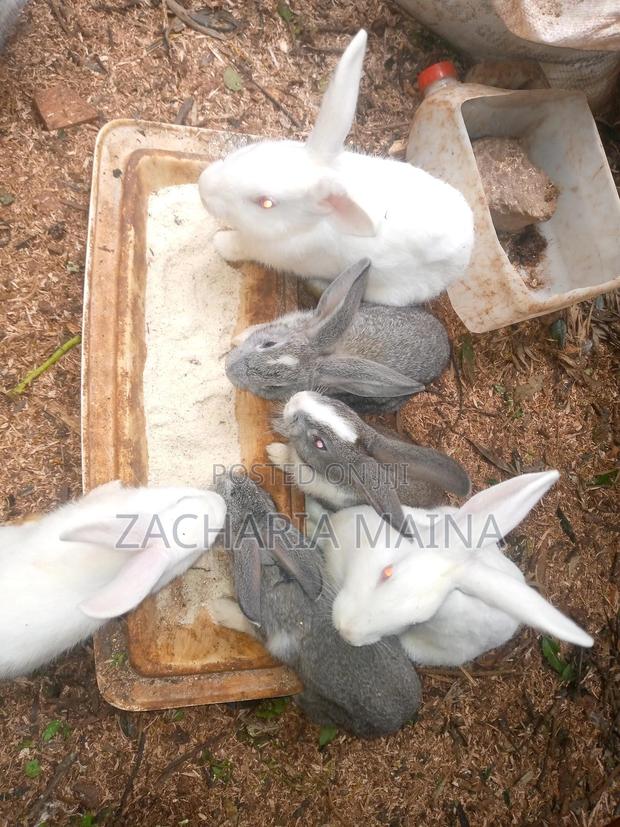 Rabbits for Meat/Pets - main view