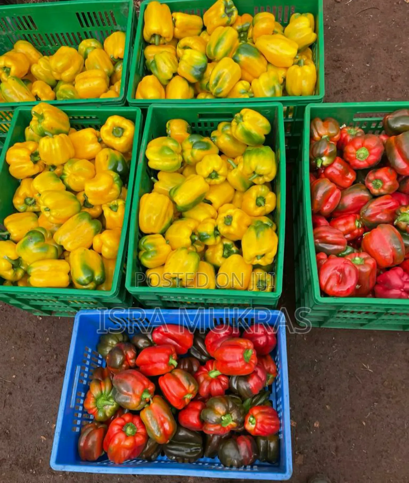 Capsicums Red Yellow.