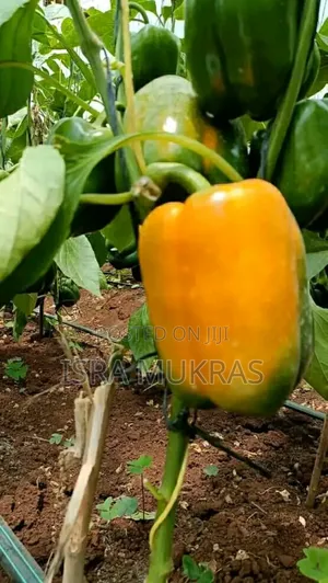 Capsicums Red Yellow.