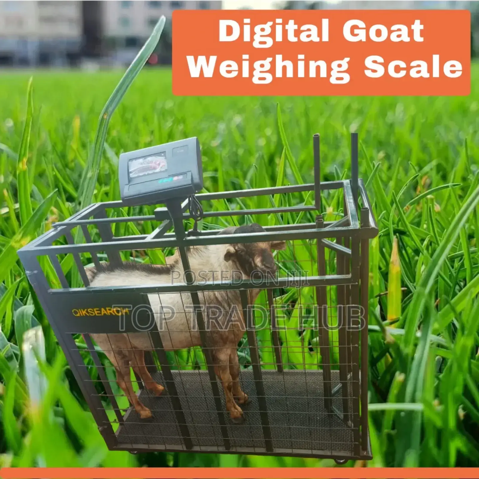 Digital Goat/Sheep Weighing Scale