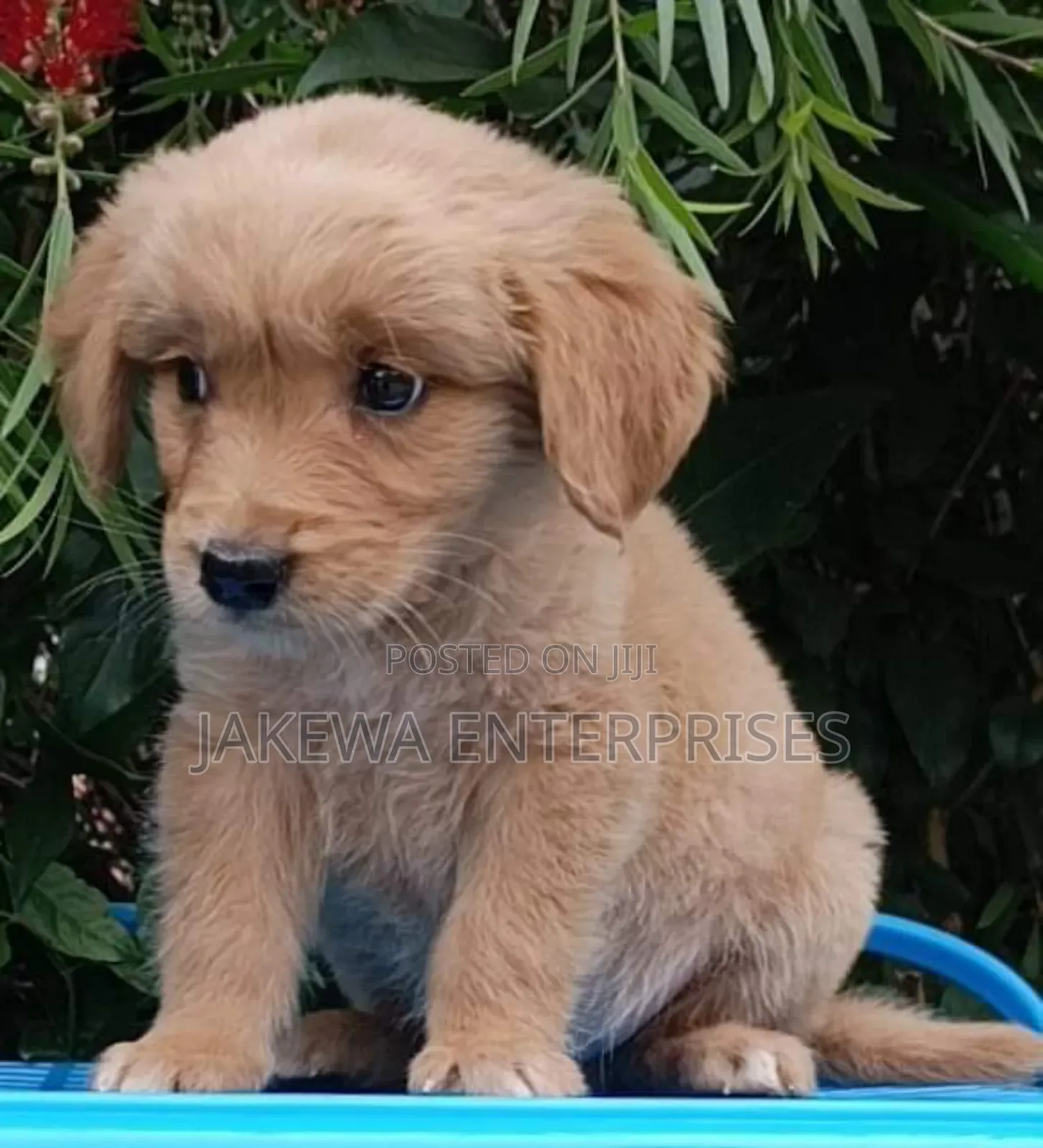 1-3 months Female Purebred Golden Retriever