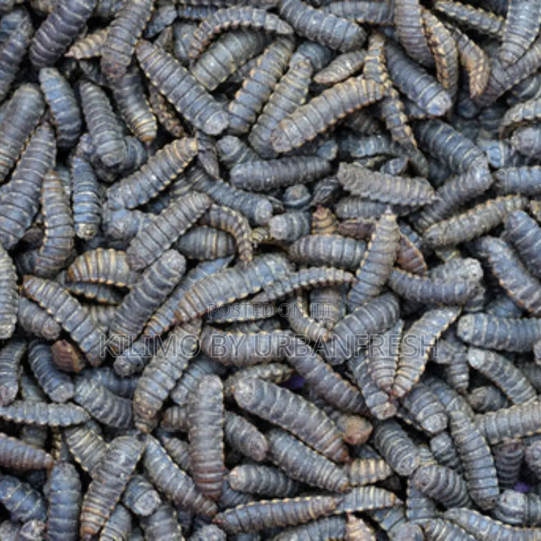 Black Soldier Fly Live Larvae. 1 Kg