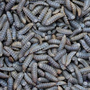 Black Soldier Fly Live Larvae. 1 Kg - thumbnail 2