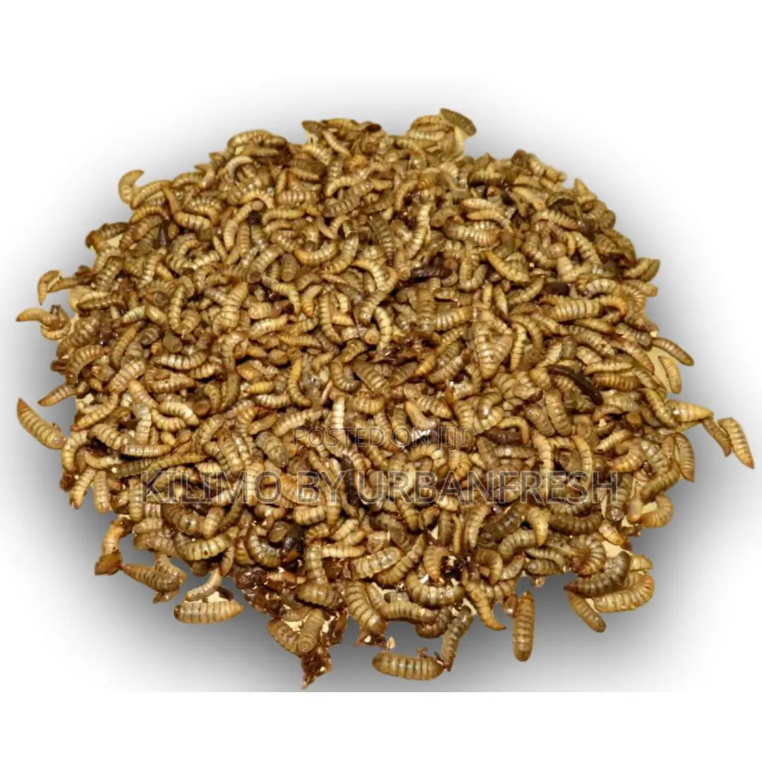 Black Soldier Fly Live Pupae 1 Kg