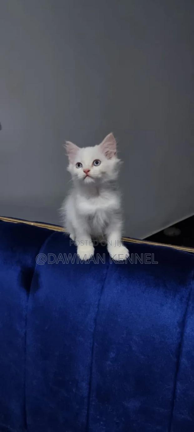 1-3 months Female Purebred Ragdoll