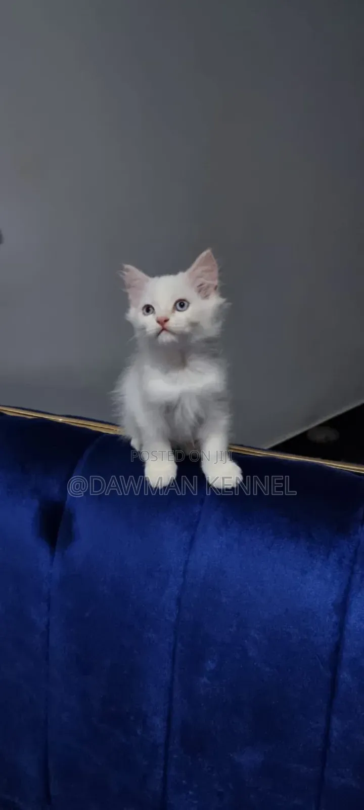 1-3 months Female Purebred Ragdoll