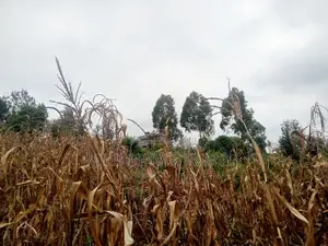 40 by 80 Plots on Sale at Kenol-Zabka