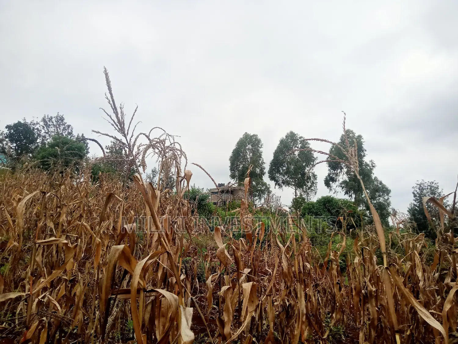 40 by 80 Plots on Sale at Kenol-Zabka