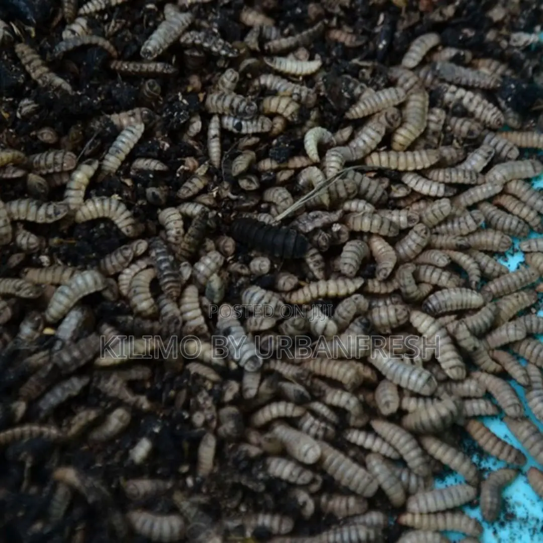 Black Soldier Live Larvae (1kg)