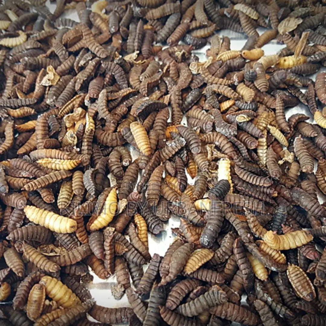 Black Soldier Live Pupae (1kg)