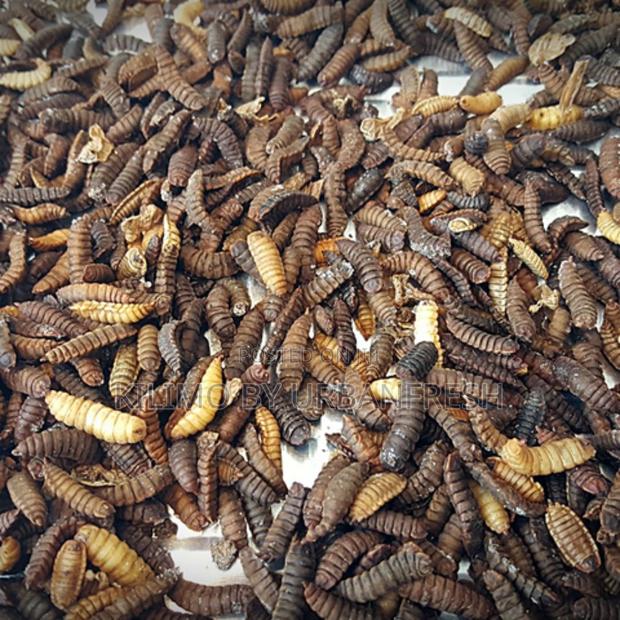 Black Soldier Live Pupae (1kg) - main view