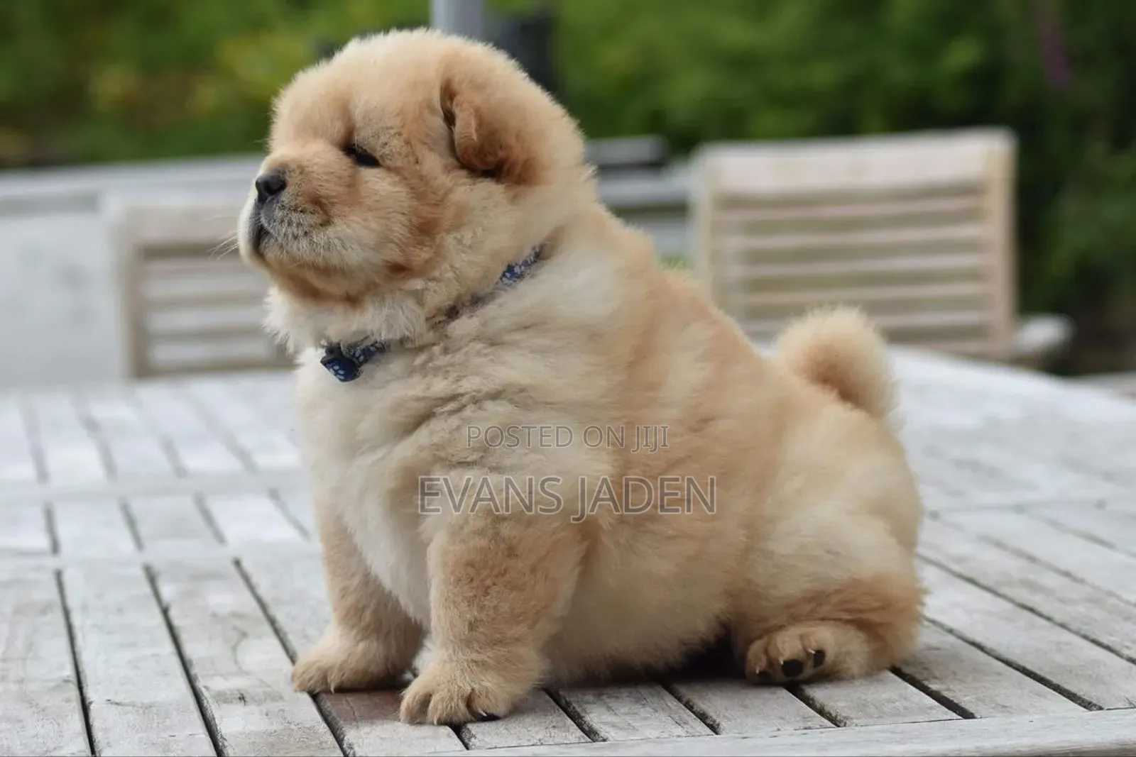 1-3 months Female Purebred Chow Chow
