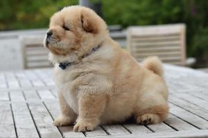 1-3 months Female Purebred Chow Chow - main view