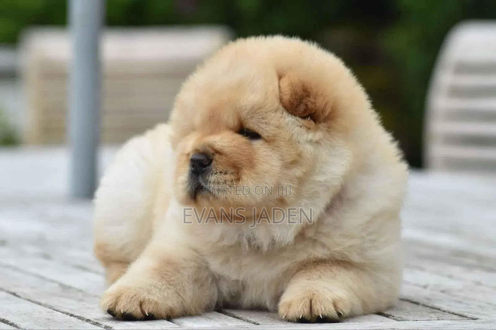 1-3 months Female Purebred Chow Chow