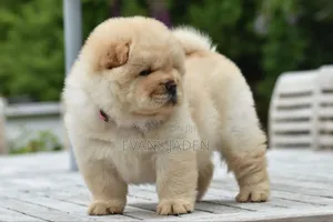 1-3 months Female Purebred Chow Chow