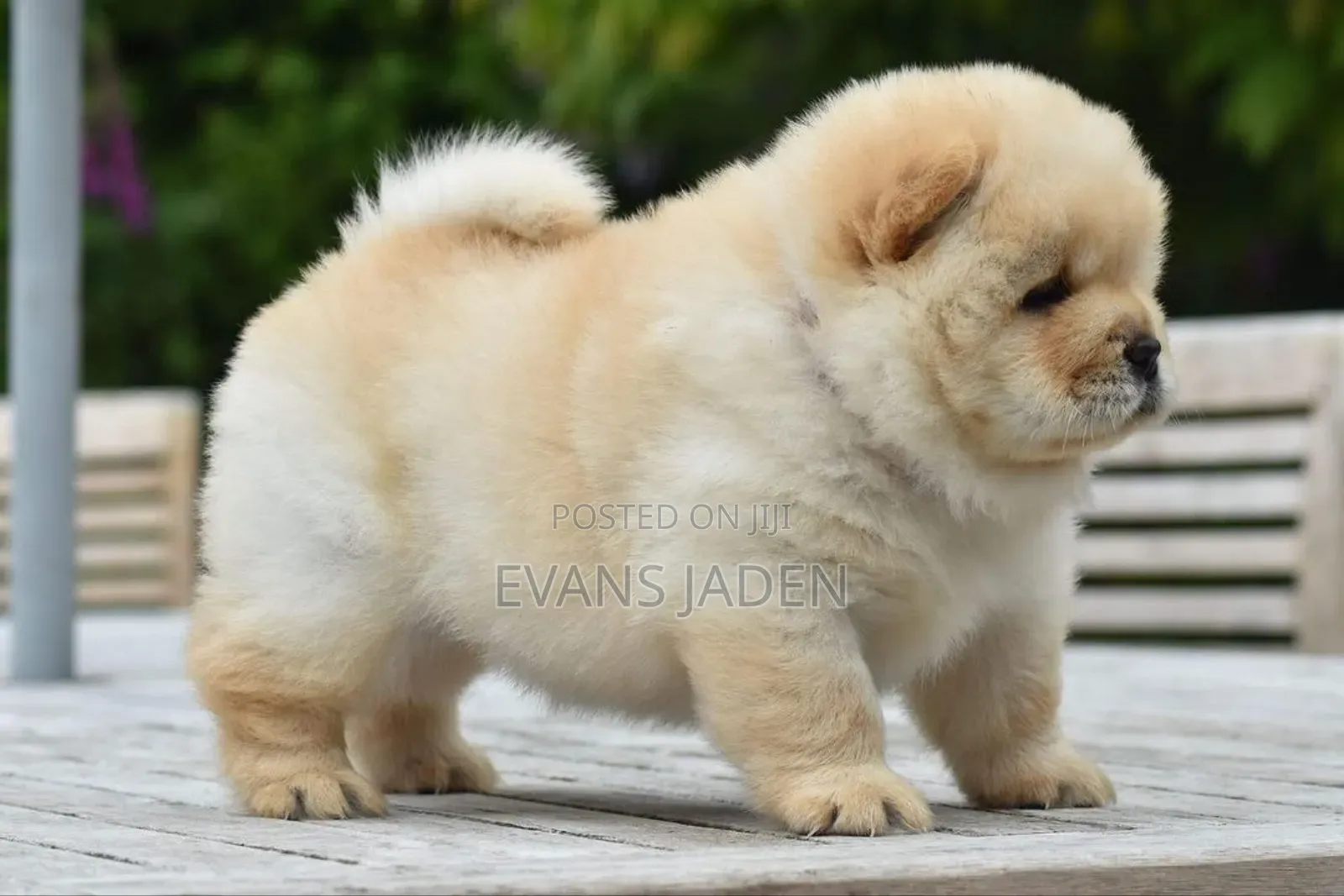 1-3 months Female Purebred Chow Chow