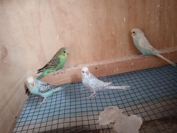 Budgies for Sale in Kenya - main view