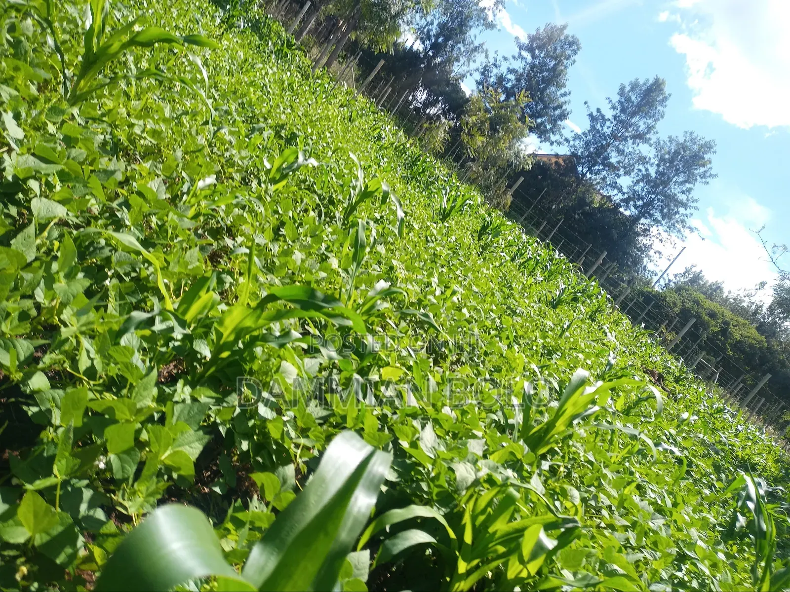 Prime Residential Plots for Sale, 50 by 100